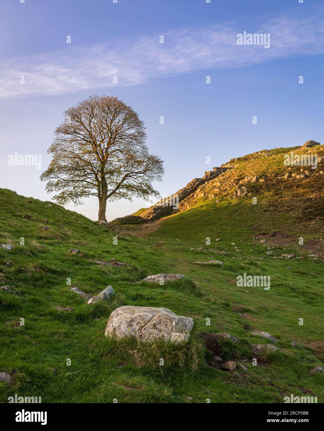 L'arbre de Sycamore à Sycamore écart mur d'Hadrien Northumberland nord-ouest de l'Angleterre Royaume-Uni Banque D'Images