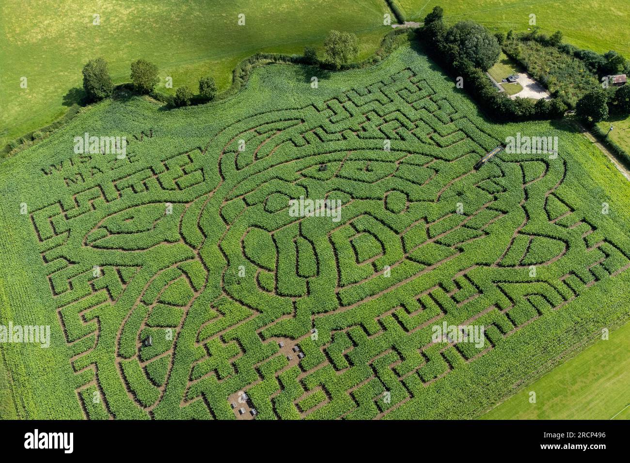 Wistow Maze à Wistow, Leicestershire, qui a été conçu cette année pour représenter une tortue verte de mer, afin de sensibiliser la population aux animaux marins menacés causés par le changement climatique et d'autres activités humaines nuisibles. Le labyrinthe de maïs de huit acres avec trois miles de sentiers, est créé à l'aide de la technologie de satellite GPS et ouvre au public le 17 juillet. Date de la photo : dimanche 16 juillet 2023. Banque D'Images