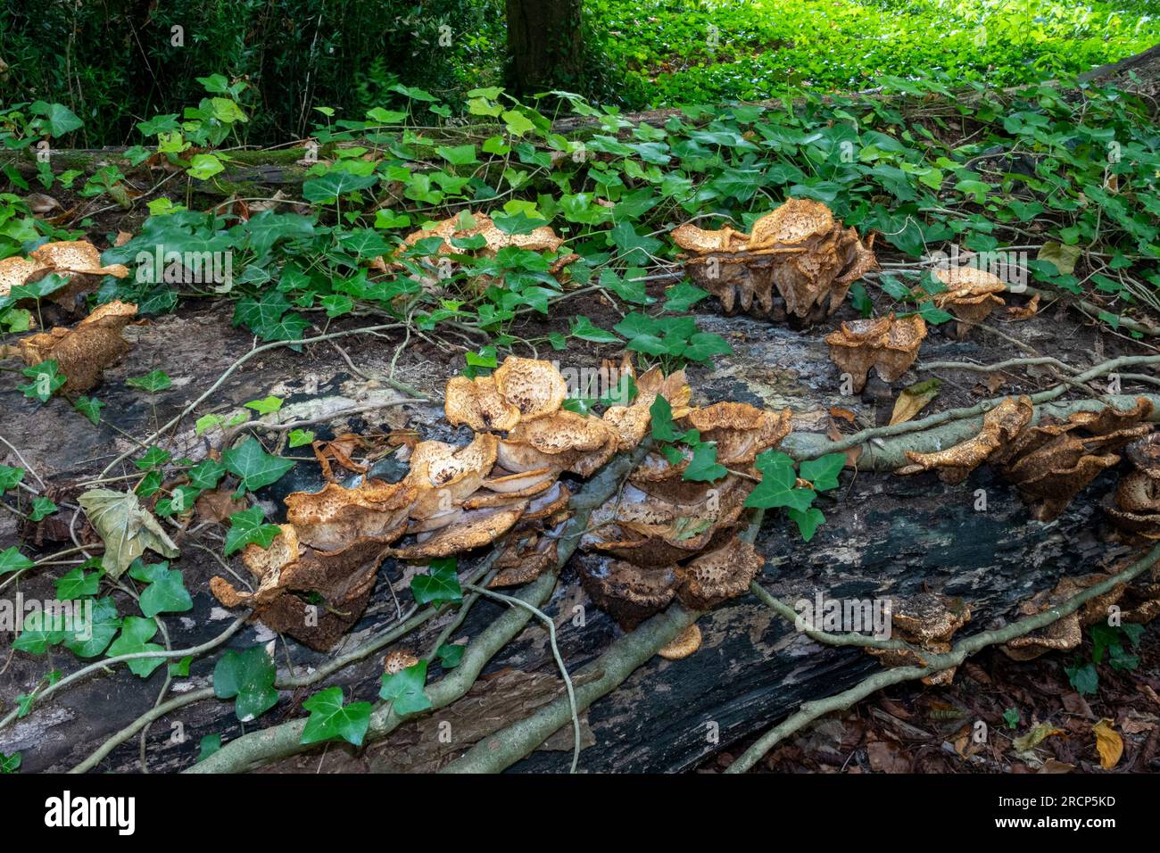 Champignons dans les bois du Sussex, Angleterre Banque D'Images