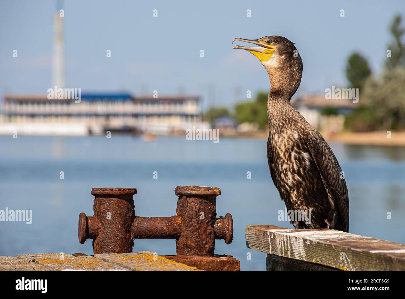 de grands cormorans se reposant sur une vieille jetée rouillée au bord de la mer. Banque D'Images