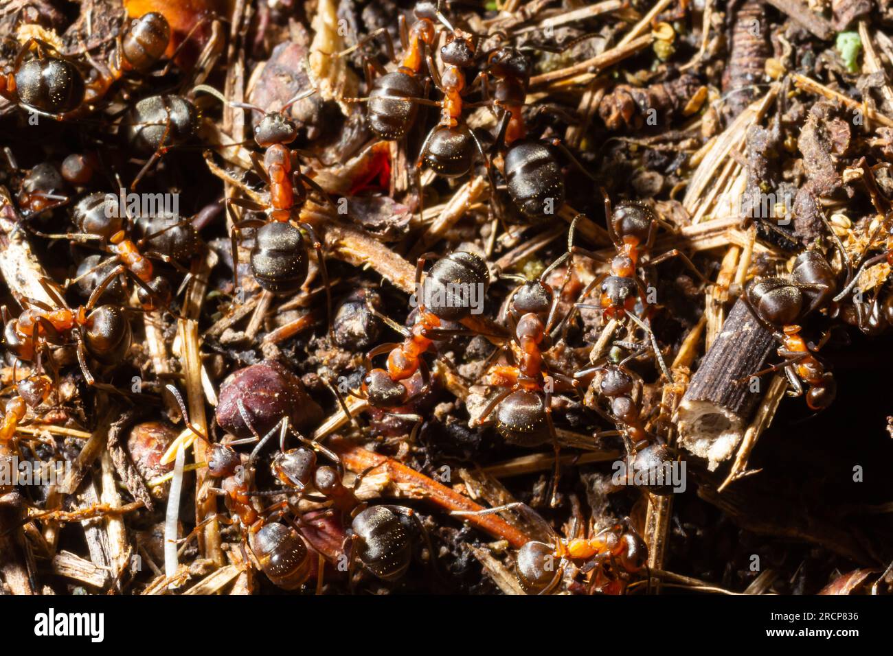 Les fourmis en bois rouge construisent un nid Formica rufa. Colonie de fourmis rouges dans la forêt. Photo macro. Banque D'Images