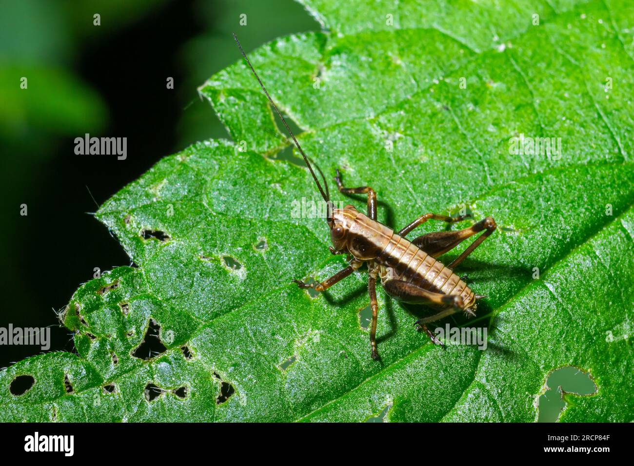 Un Dark Bush-Cricket Pholidoptera griséoaptera perché sur une feuille. Banque D'Images
