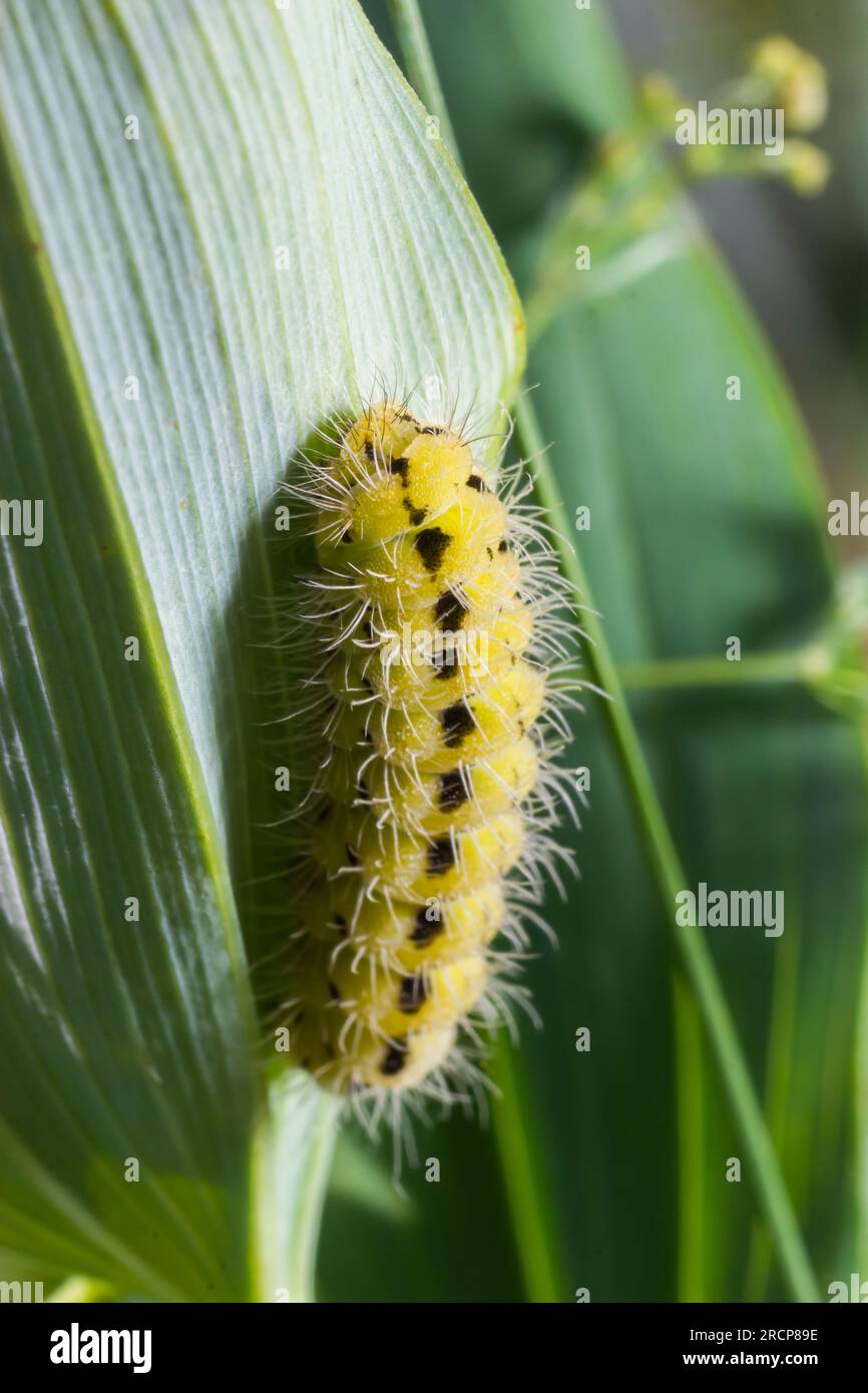 Chenille noire et jaune Banque de photographies et d’images à haute — free download