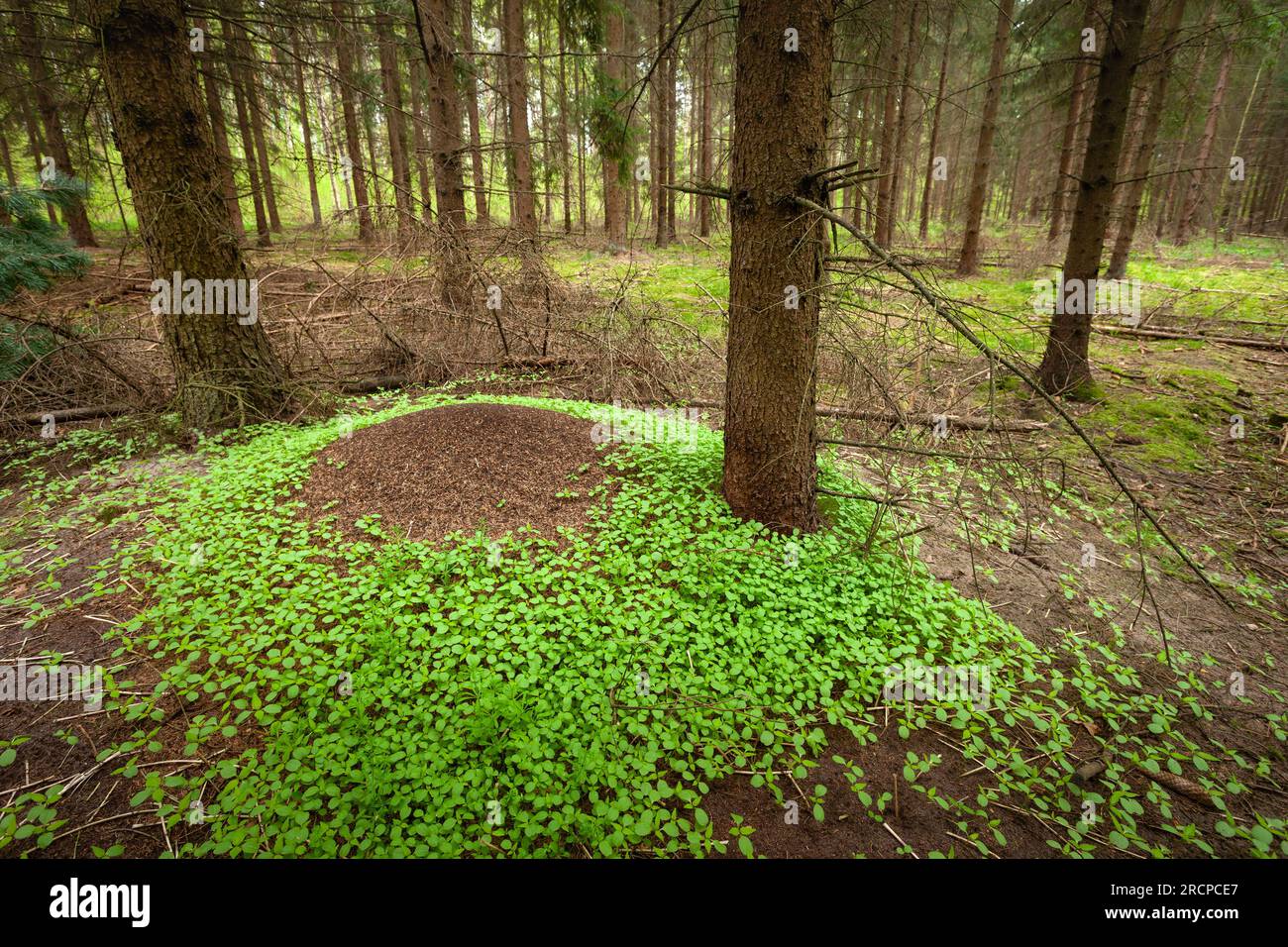 Monticule dans la forêt de conifères, jour d'avril, Pologne orientale Banque D'Images