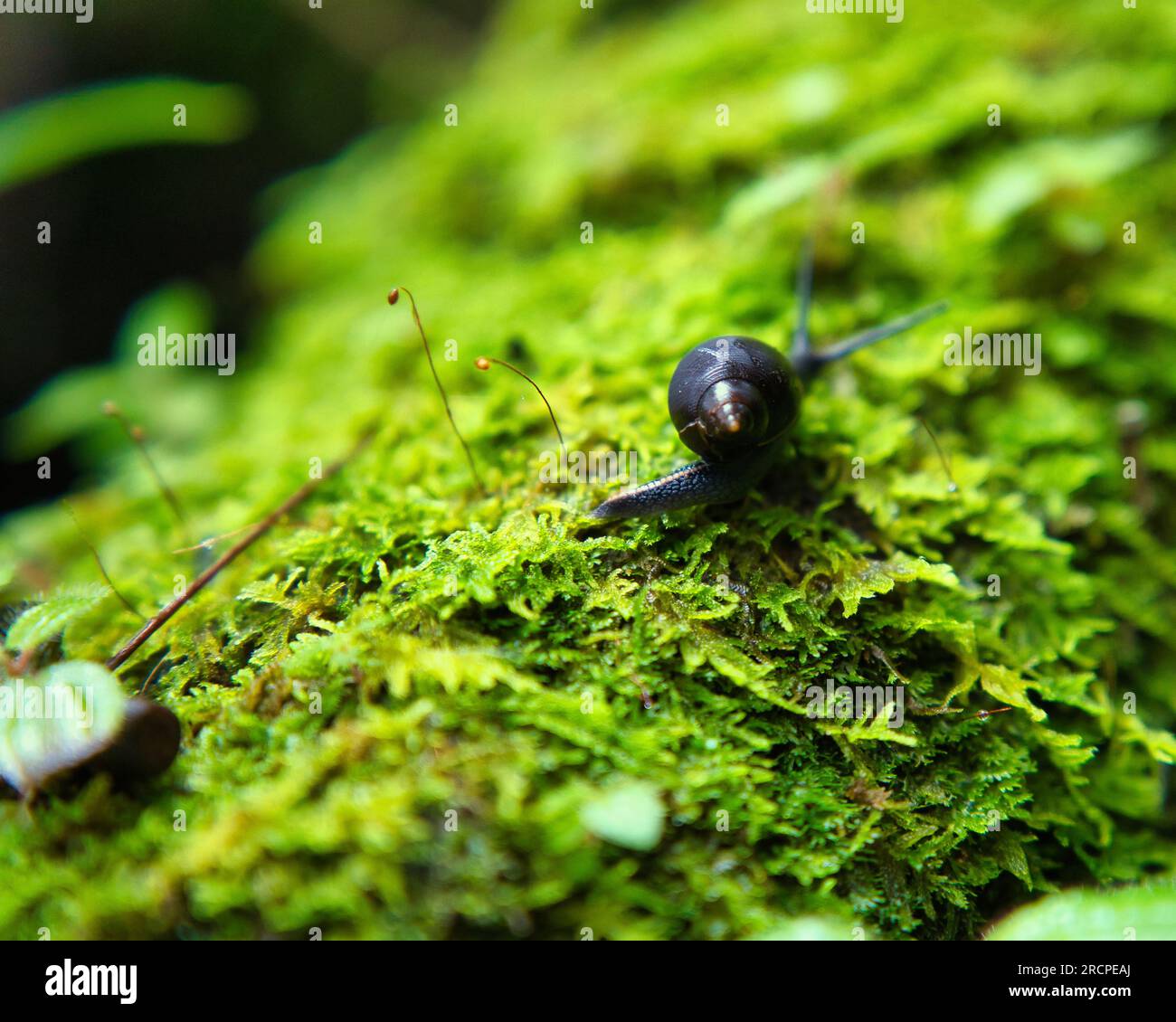 Seychelles escargot noir endémique sur mousse à l'intérieur de la forêt, Mahé Seychelles Banque D'Images