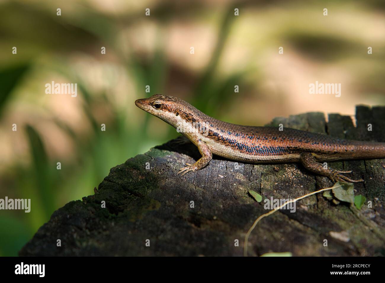 Seychelles skink gecko sur tronc d'arbre sur la forêt, Mahé Seychelles. Banque D'Images