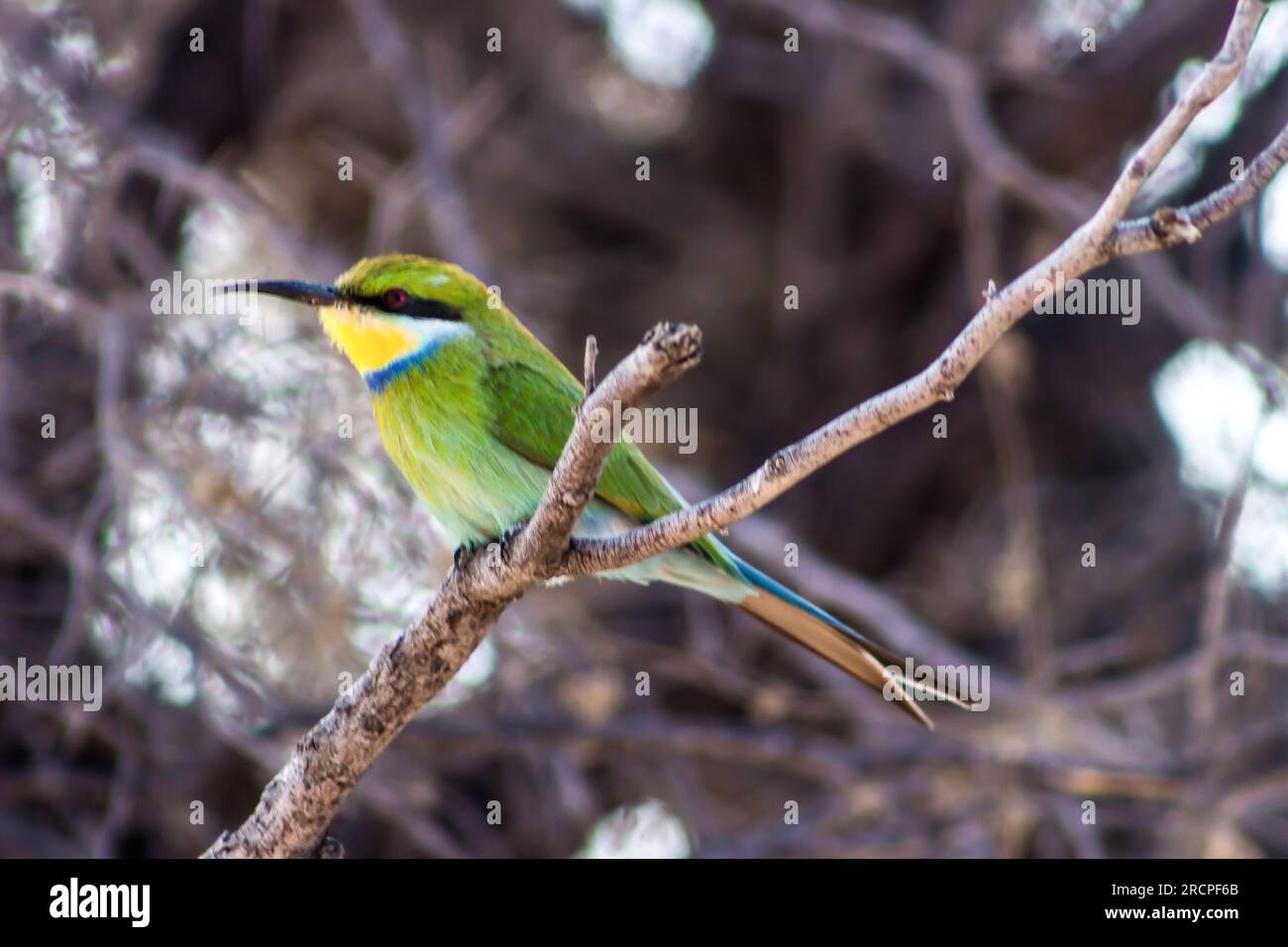 Merops hirundineus, un magnifique mangeur d'abeilles multicolore à queue d'hirow, perché sur une petite branche dans le désert du Kalahari en Afrique du Sud Banque D'Images