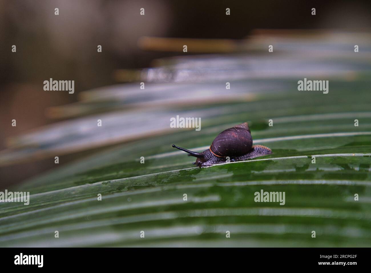 Sentier de la nature Troise frere, gros plan de l'escargot noir endémique des Seychelles sur palmier voleur endémique, Mahé Seychelles Banque D'Images