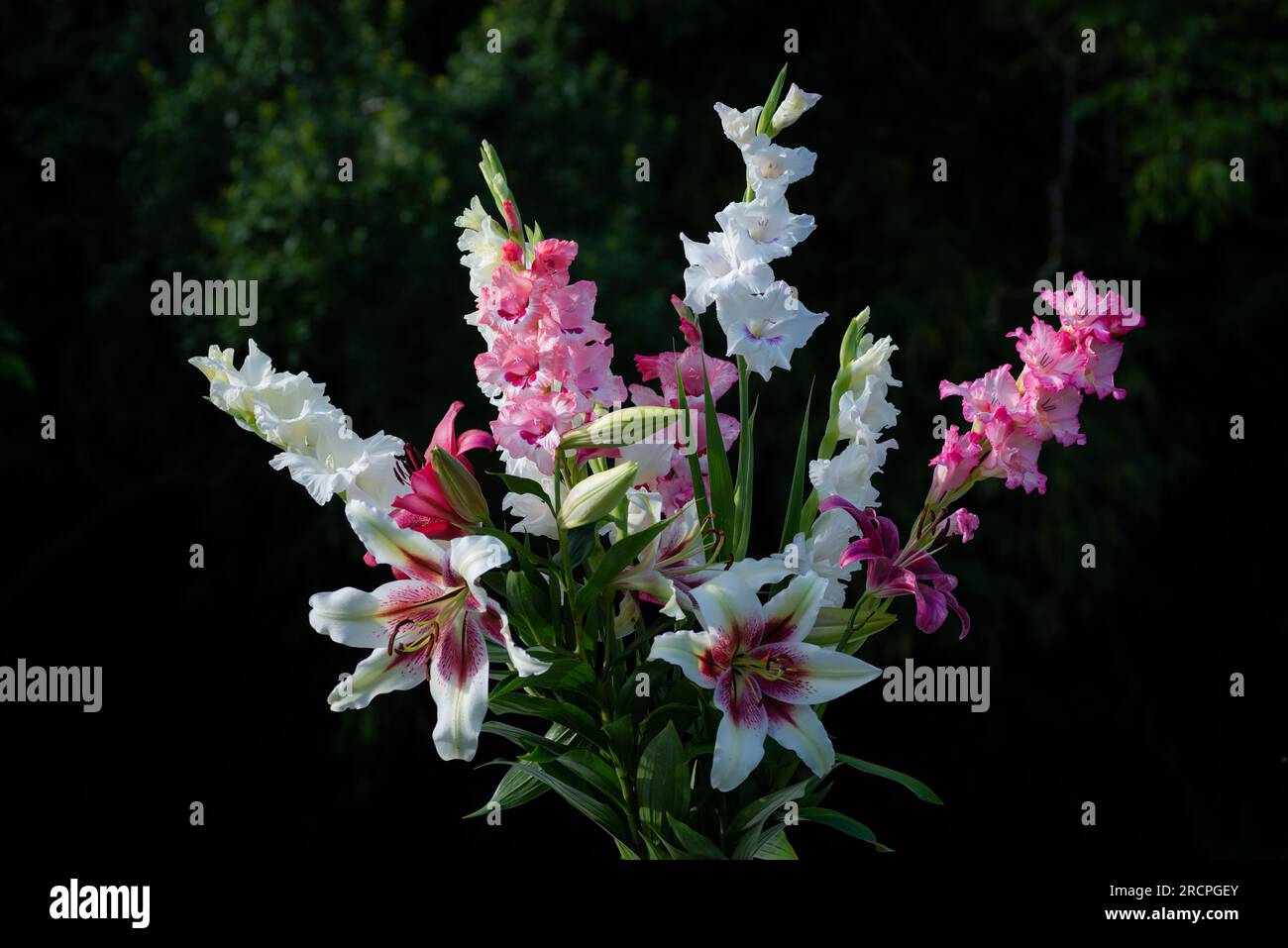 Bouquet de lys roses et blancs, lys Zéba, November Rain et glaïeuls White Preosperity, glaïeul Wine and Roses, (jardin du ruisseau de l'église 2023) Banque D'Images