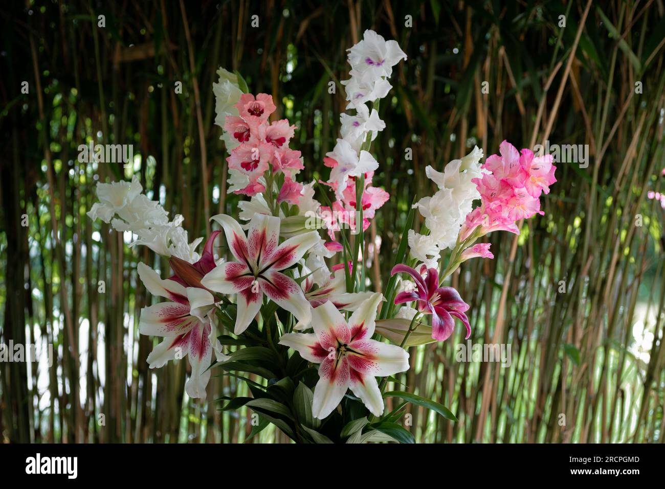 Bouquet de lys roses et blancs, lys Zéba, November Rain et glaïeuls White Preosperity, glaïeul Wine and Roses, (jardin du ruisseau de l'église 2023) Banque D'Images