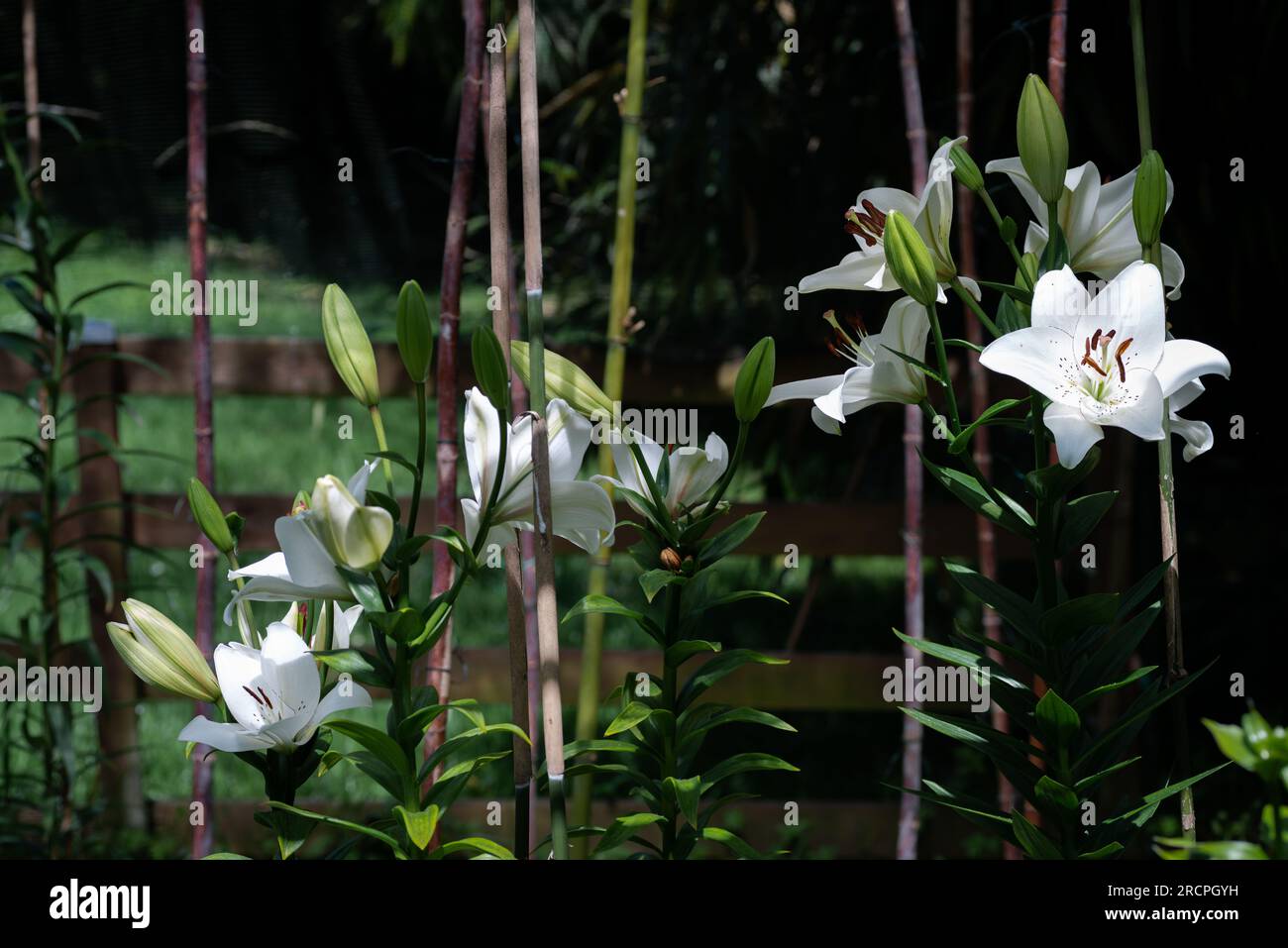 lilium blanc eyeliner (jardin du ruisseau de l'église 2023) Banque D'Images