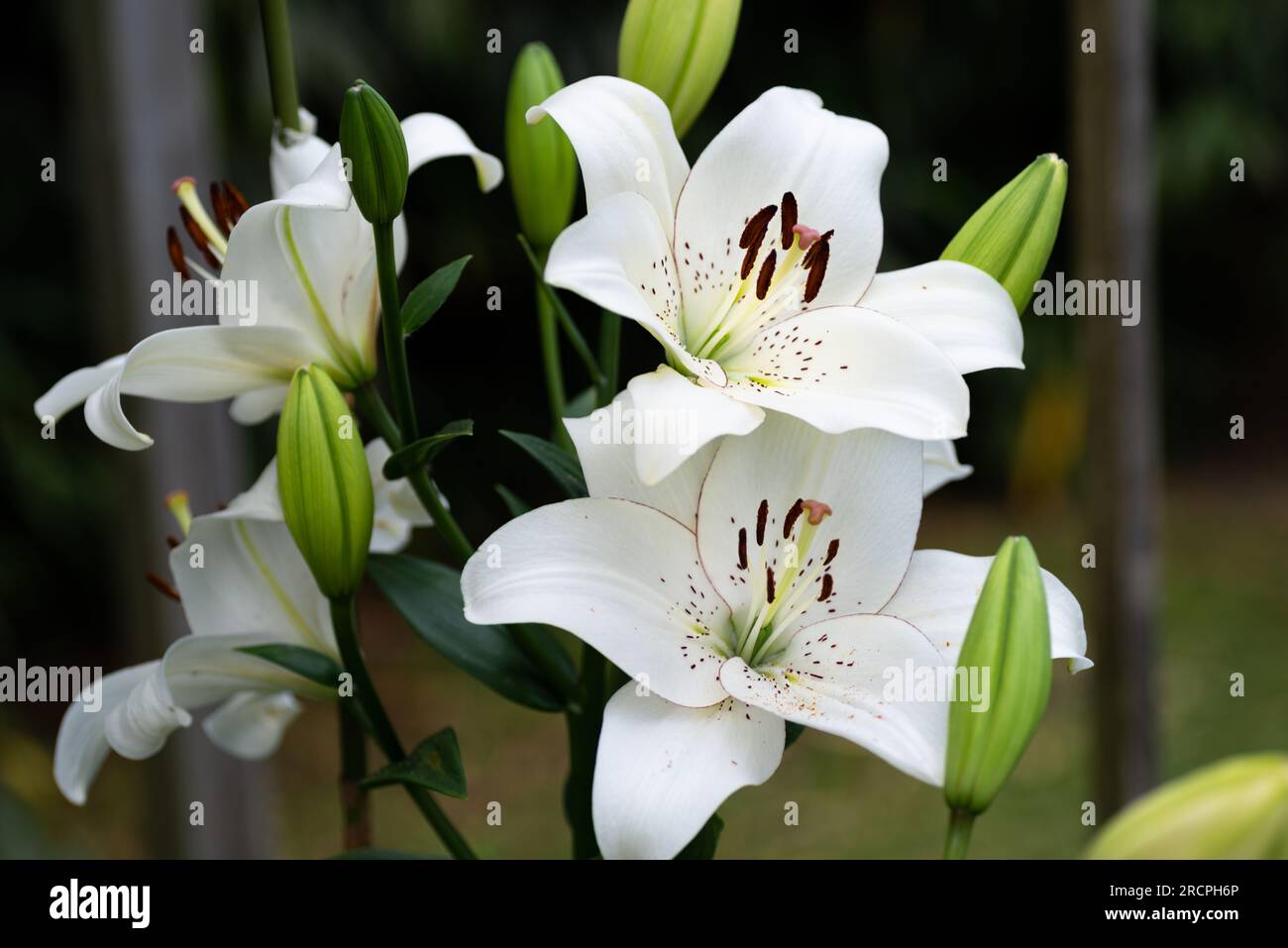 lilium blanc eyeliner (jardin du ruisseau de l'église 2023) Banque D'Images