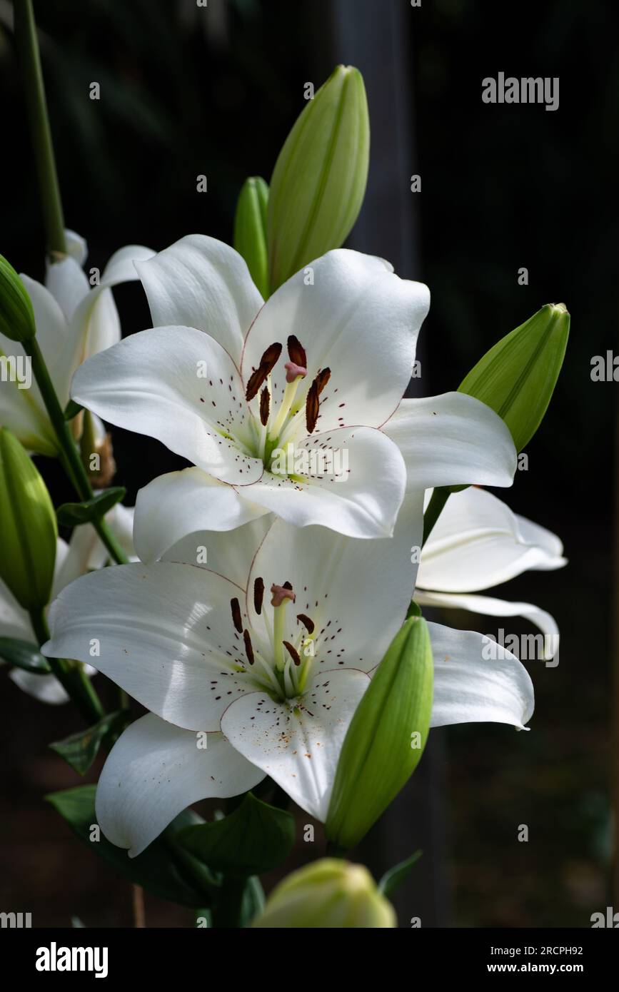 lilium blanc eyeliner (jardin du ruisseau de l'église 2023) Banque D'Images