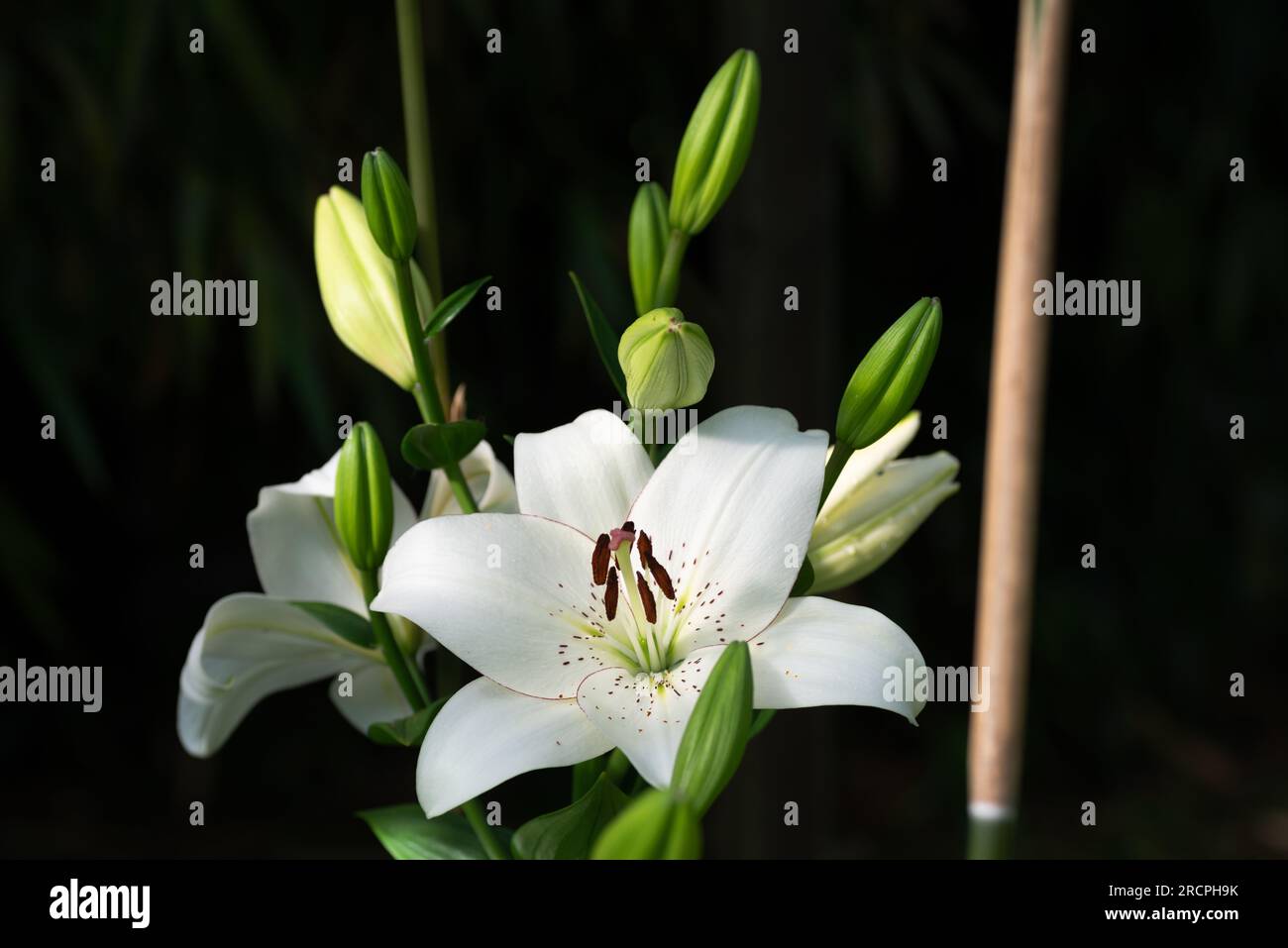 lilium blanc eyeliner (jardin du ruisseau de l'église 2023) Banque D'Images
