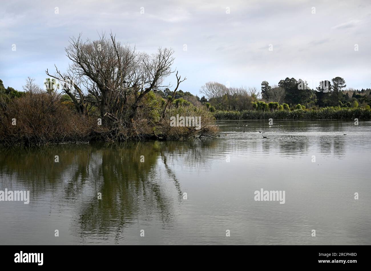 Lac de la zone de conservation de Styx Mill et reflets de vieux saule en hiver, Christchurch, Nouvelle-Zélande Banque D'Images