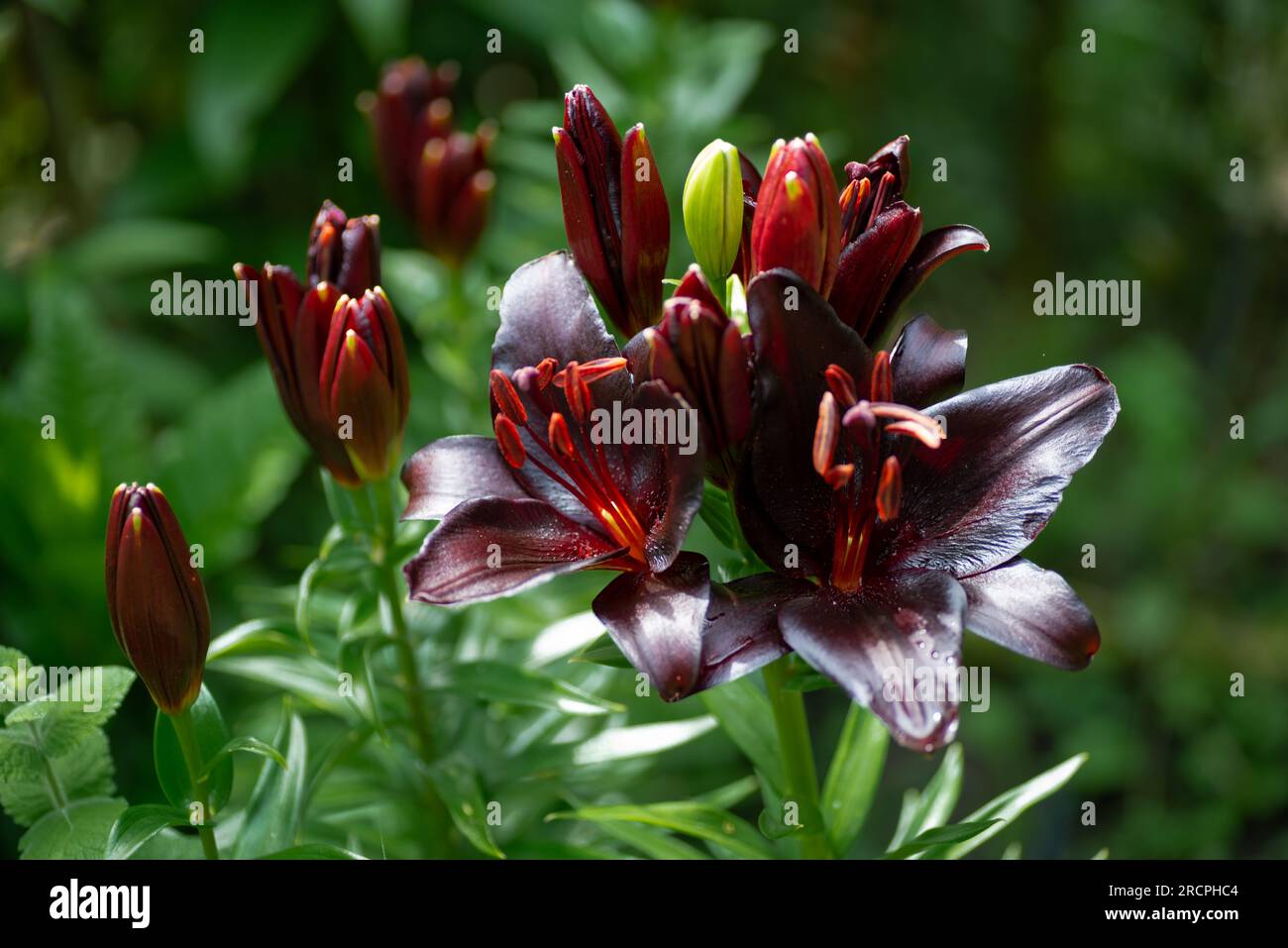 Lilium noir Nightrider (jardin du ruisseau de l'église 2023) Banque D'Images