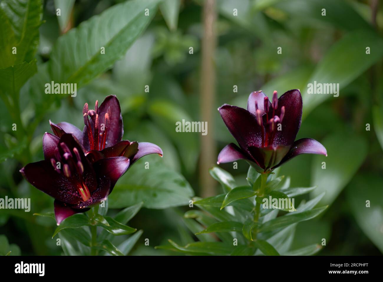 Lilium noir Nightrider (jardin du ruisseau de l'église 2023) Banque D'Images