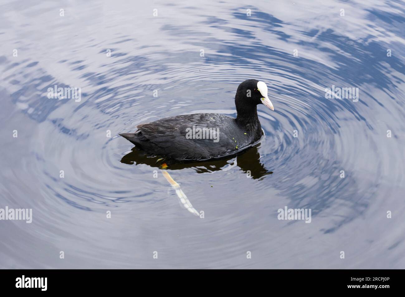 Le coot eurasien (Fulica atra), également connu sous le nom de coot commun, ou coot australien dans un étang dans Hampton court Gardens, Londres, Angleterre Banque D'Images