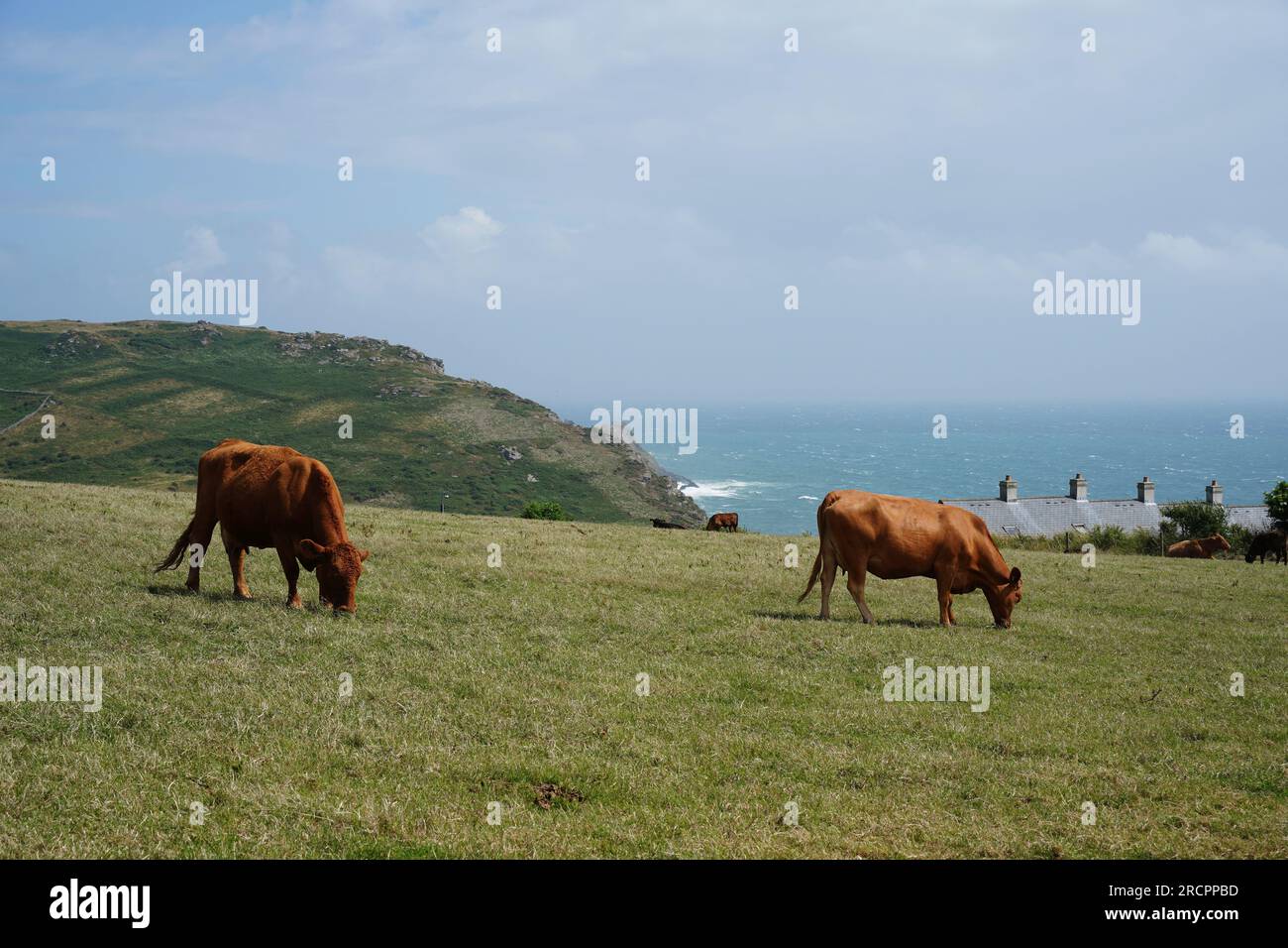 Bovins de boucherie rouge, vache Angus dans le pâturage du sud du Devon, près de Gara Rock, Royaume-Uni Banque D'Images