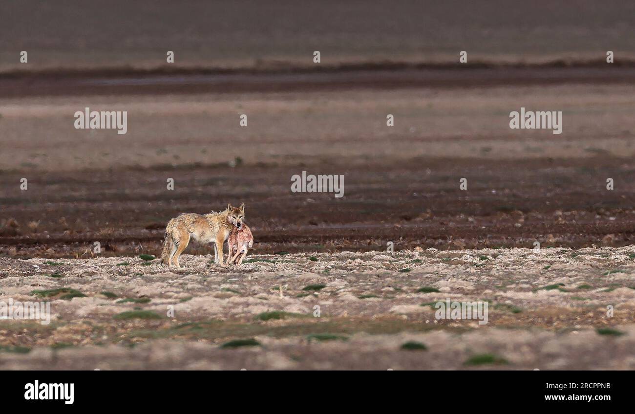 Altun Mountains. 10 juillet 2023. Cette photo prise le 10 juillet 2023 montre un loup avec un bébé antilope tibétain dans sa bouche dans la réserve naturelle nationale des montagnes de l'Altun, dans la région autonome ouïgoure du Xinjiang, au nord-ouest de la Chine. Crédit : Wang Peng/Xinhua/Alamy Live News Banque D'Images