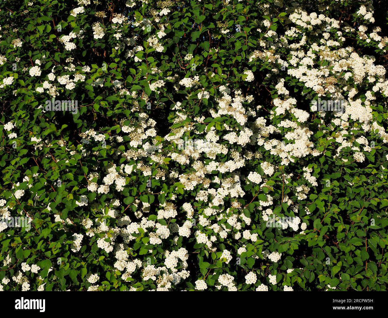 Spiraea arguta avec ses fleurs blanches dans le jardin à la française Banque D'Images