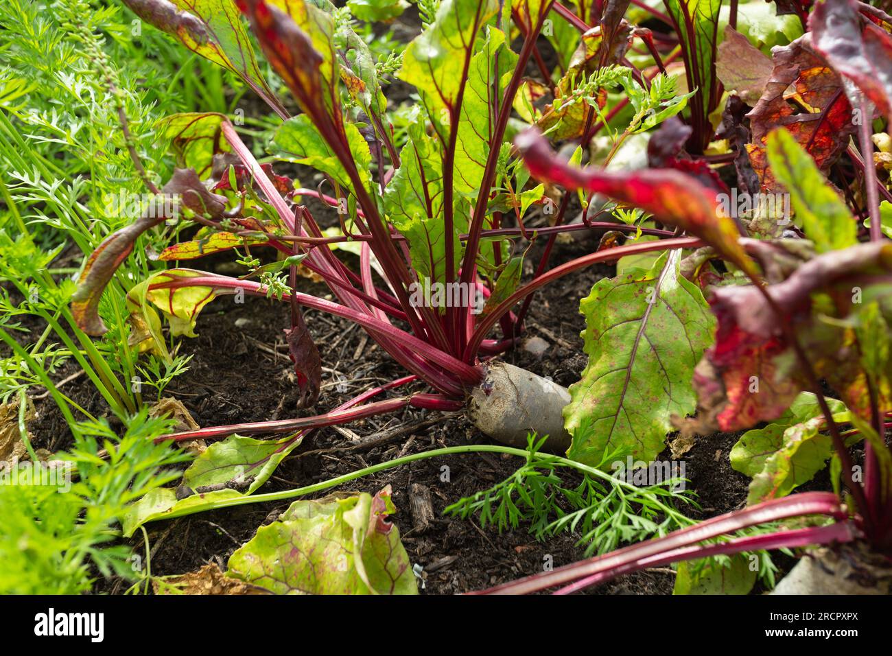 Gros plan de Beetroot / Beta vulgaris, variété Renova poussant dans un jardin britannique.. Banque D'Images
