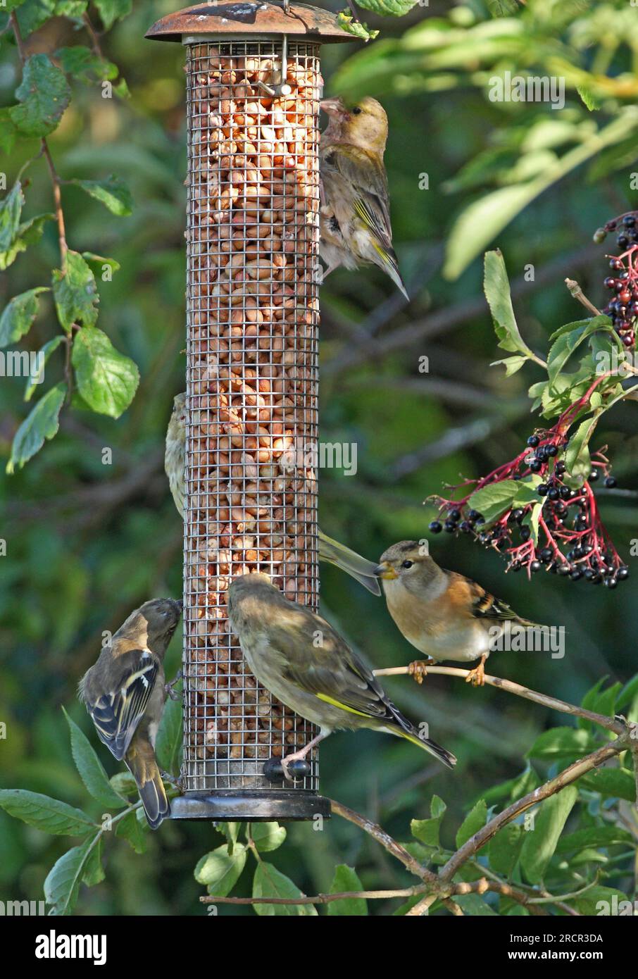 Brambling (Fringilla montifringilla), Chaffinch (F.coelebs) et Greenfinch (Carduelis chloris) mélangés à Eccles-on-Sea, Banque D'Images