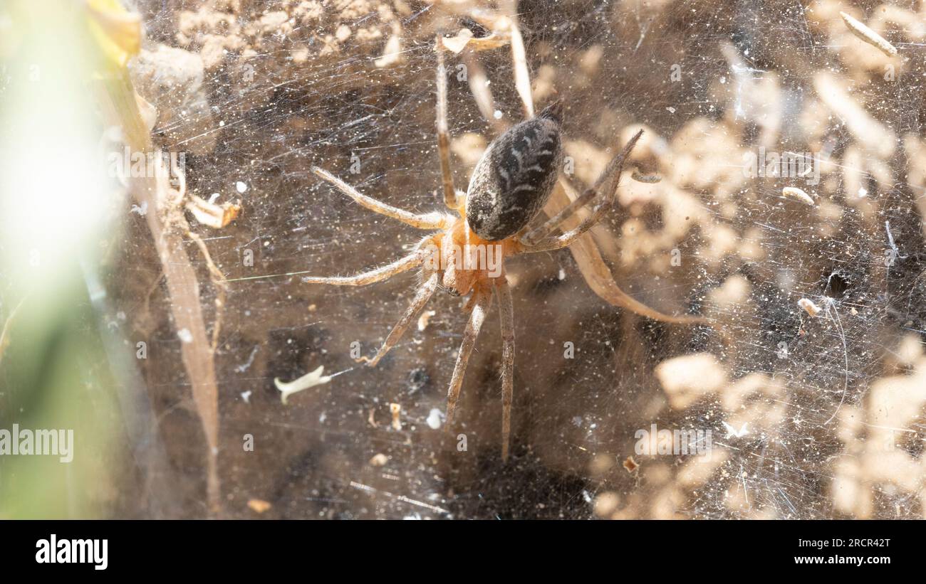 Gros plan du nid de coléoptères Agelena labyrinthica Banque D'Images