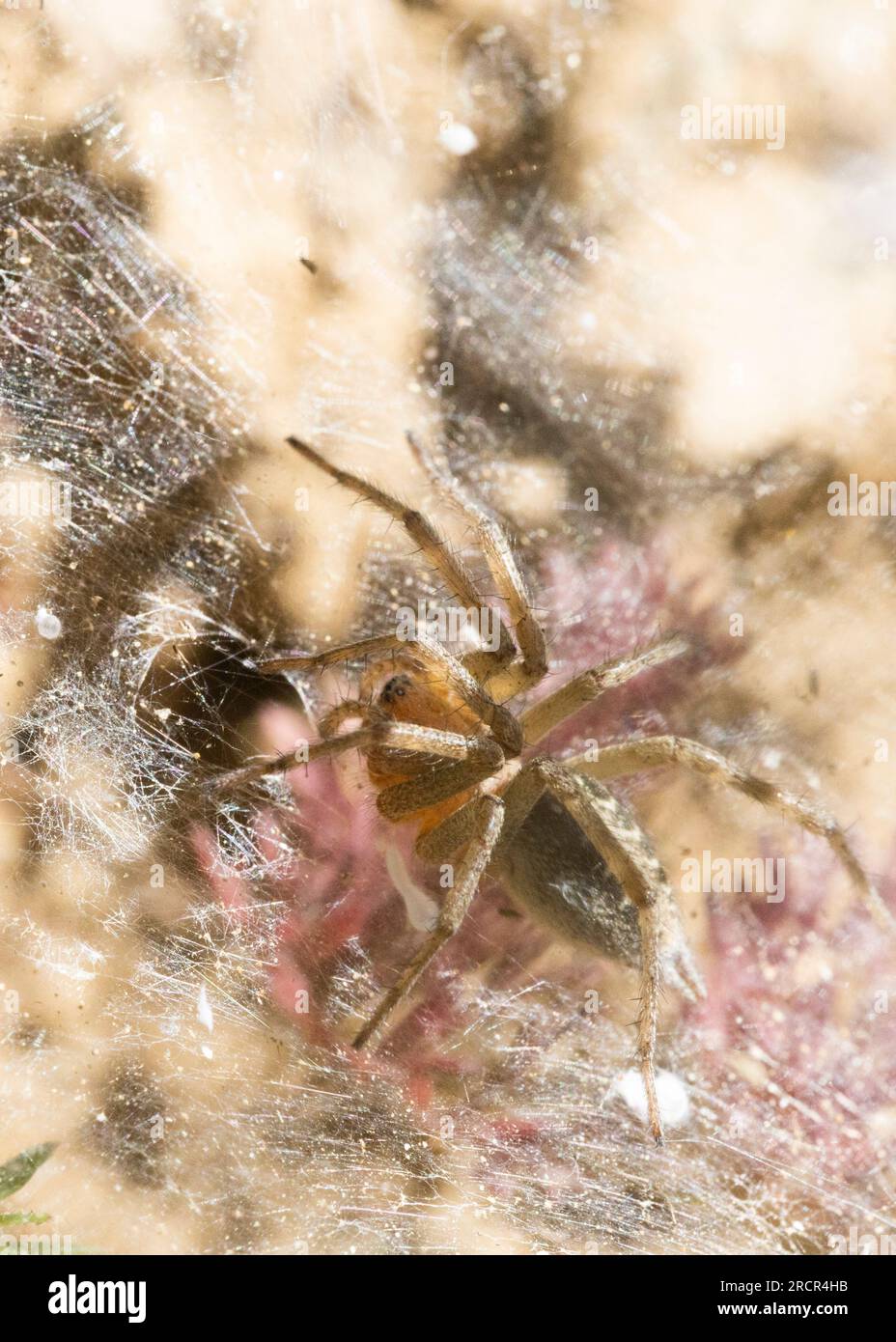 Gros plan du nid de coléoptères Agelena labyrinthica Banque D'Images