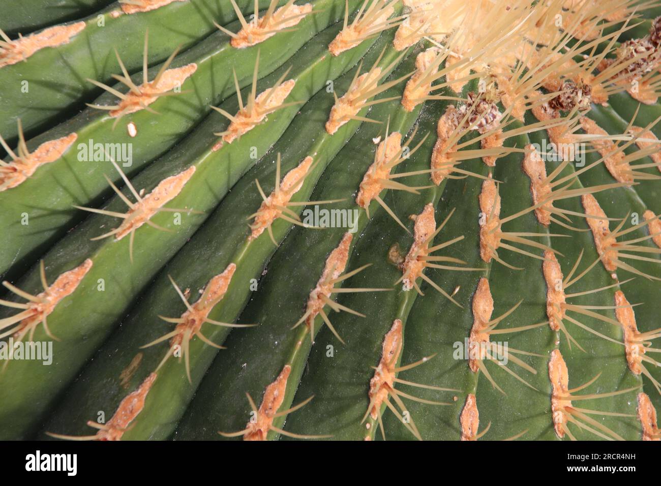 Cactus Banque D'Images