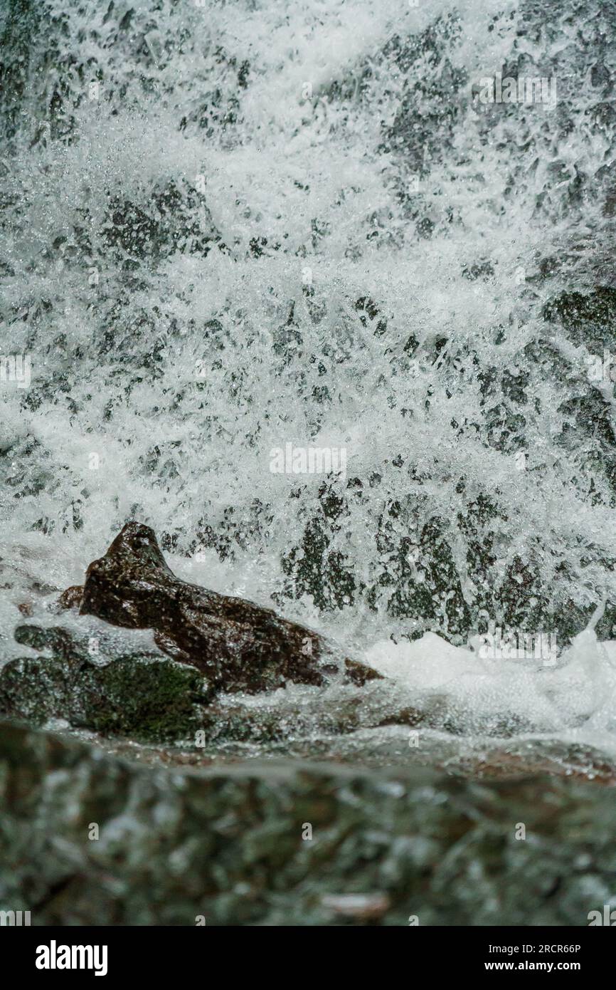 Cascade sur les falaises de montagne. Cascade de montagne dans les montagnes. Montagnes Carpates Banque D'Images