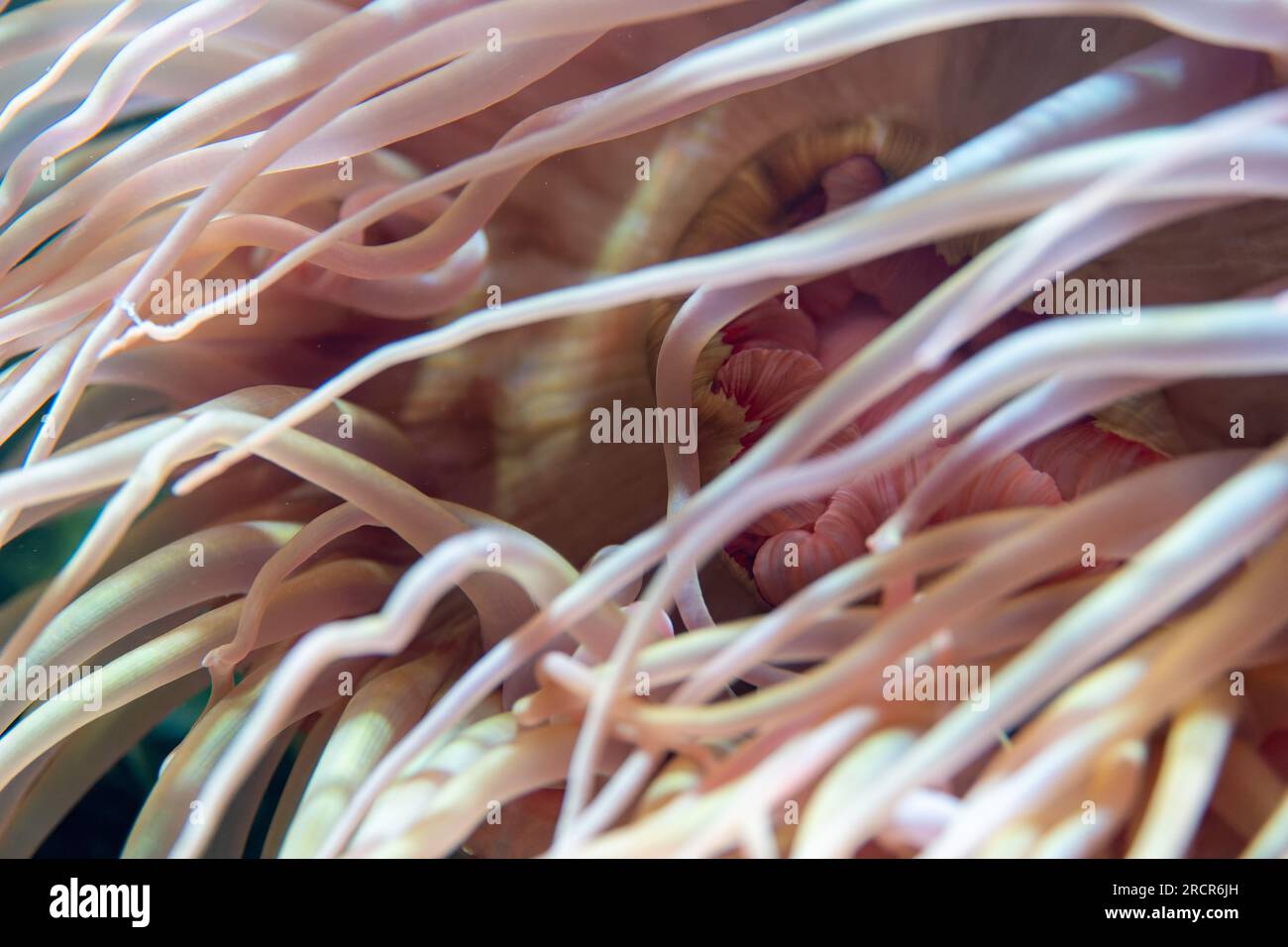 Anémone de mer ondulant dans l'océan Banque D'Images