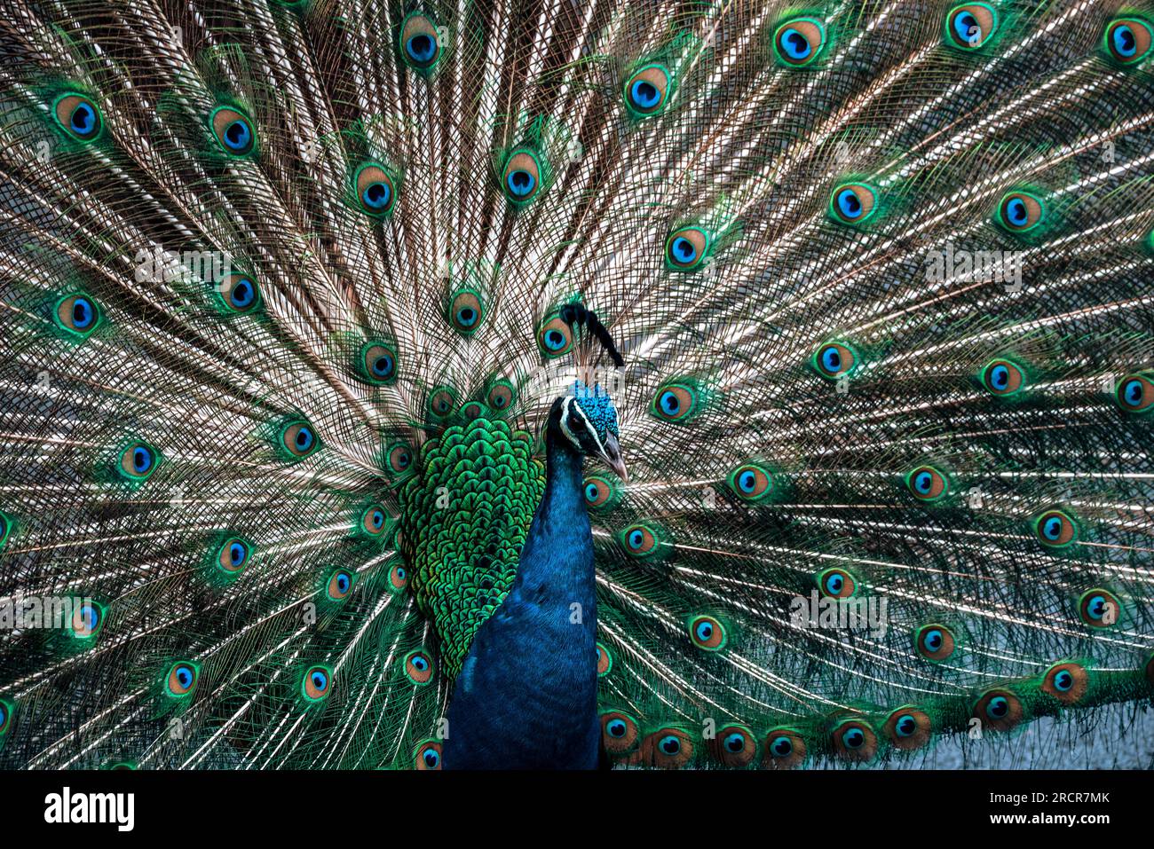 Queue de plume déployée d'un paon Banque D'Images
