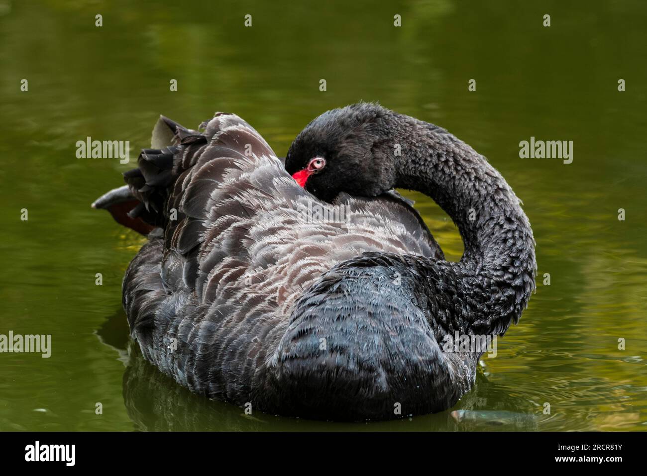 Vue rapprochée d'un cygne noir Banque D'Images