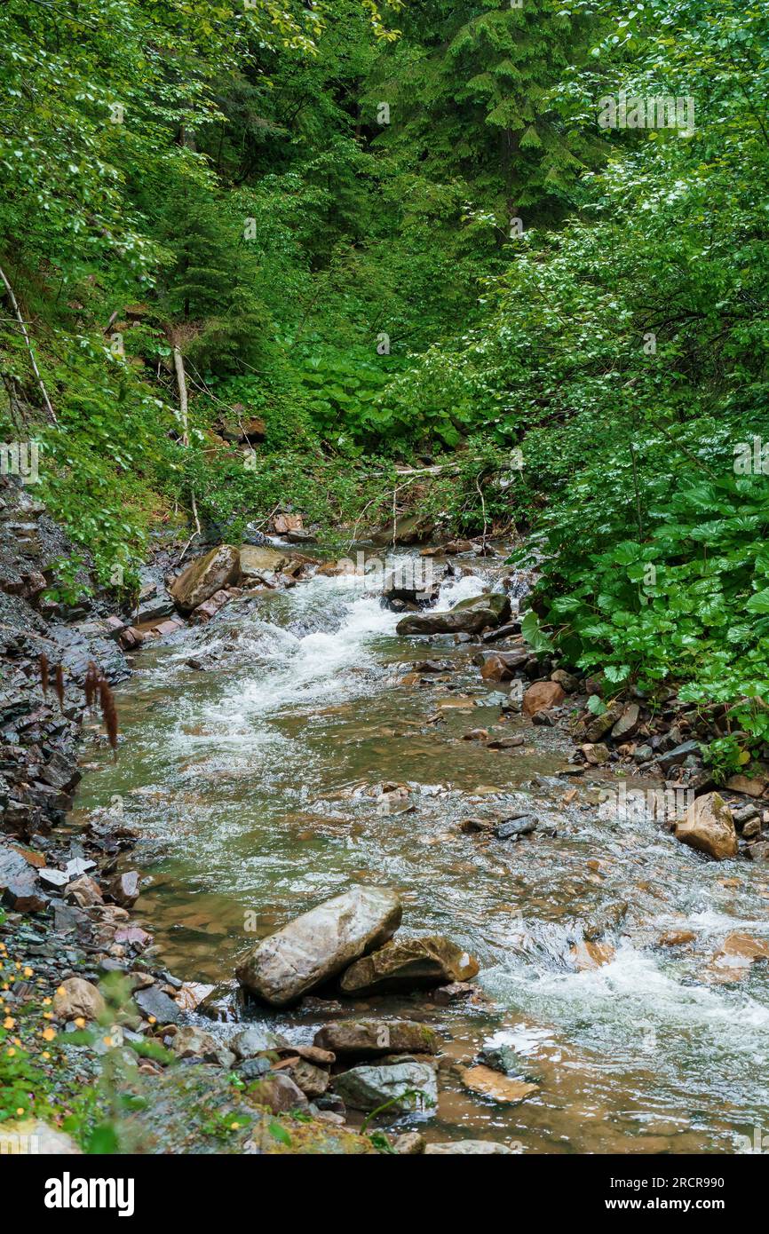 Cascade de montagne, grande chute d'eau, rivière de montagne près de la roche. Cascade Huk, Carpates ukrainiennes Banque D'Images