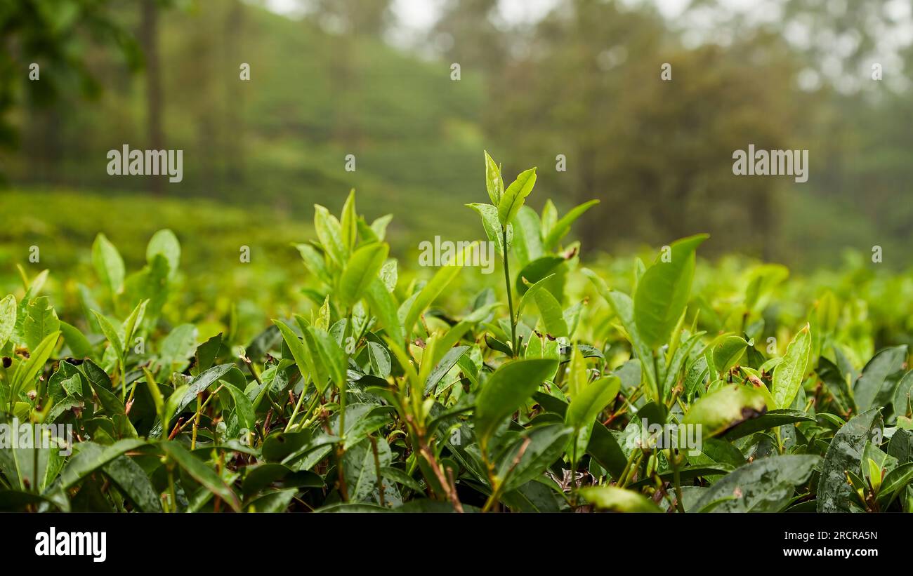 Bourgeon de thé et feuilles. Plantation de thé au Sri Lanka. Banque D'Images