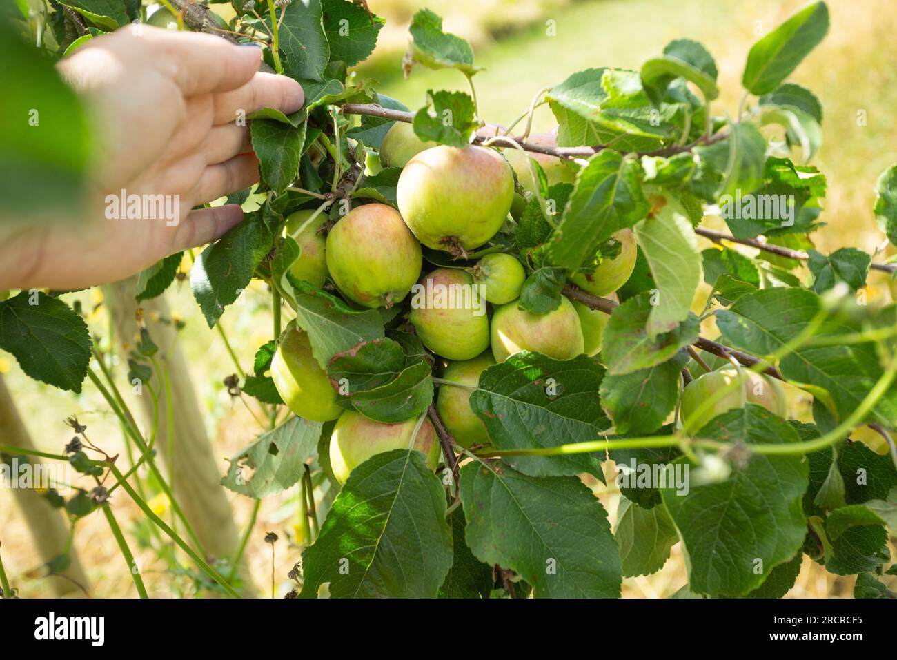 Gros plan d'une variété Old British Apple cultivée dans un verger fruitier au Royaume-Uni. Banque D'Images