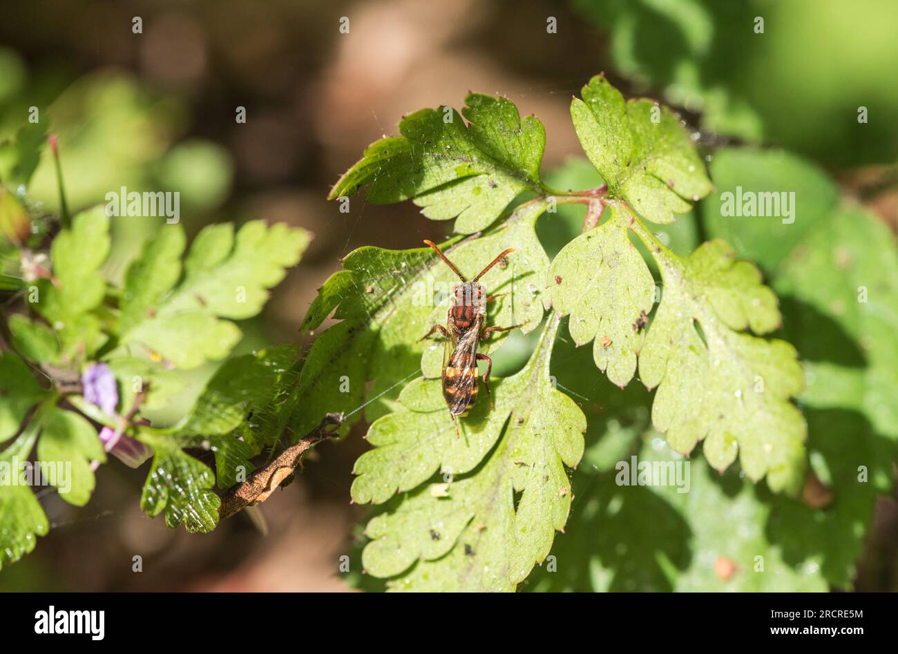 Abeille Nomad (Nomada flavus) au repos dans Richmond Park, Surrey Banque D'Images