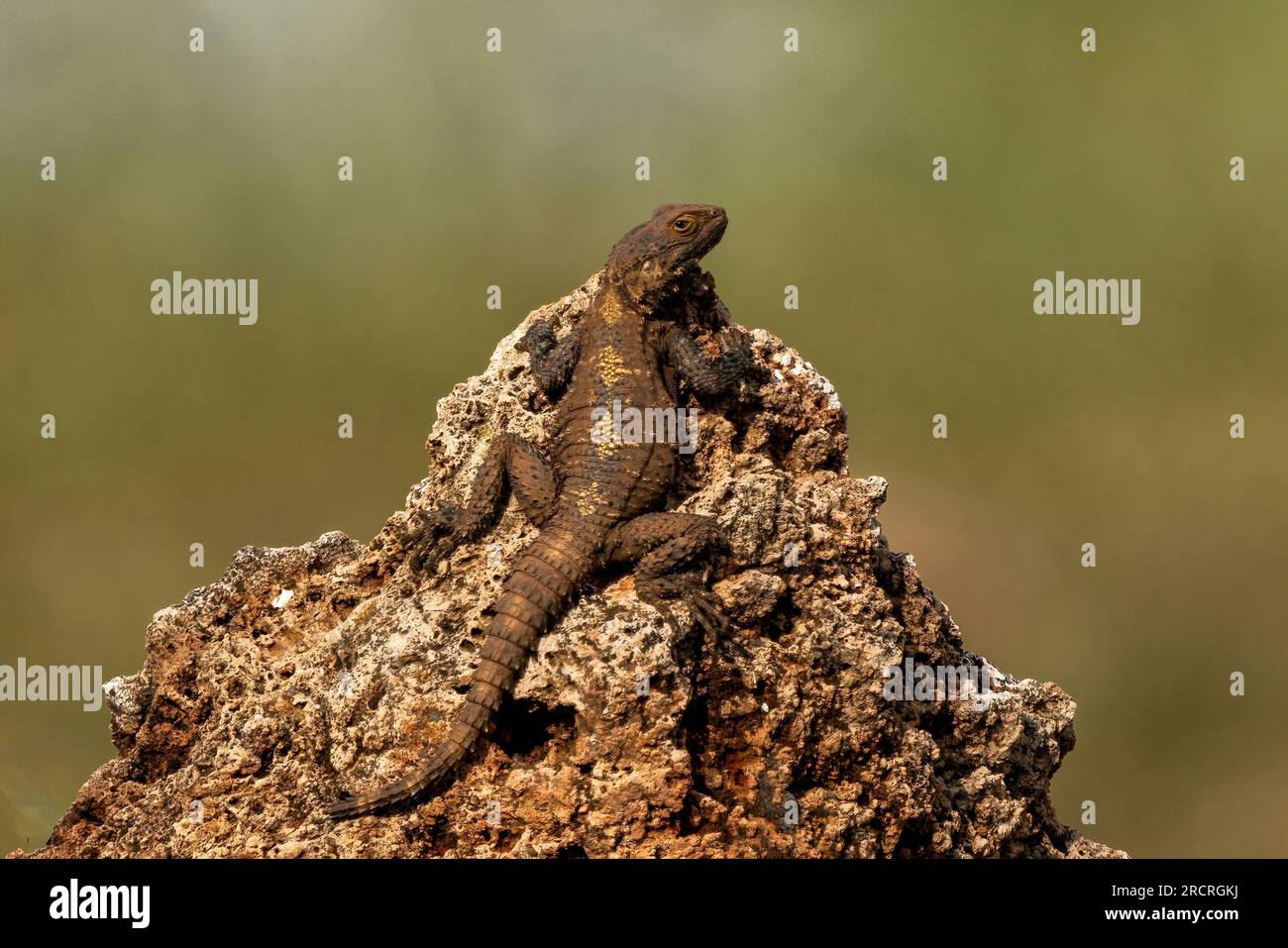 Roughtail Rock Agama bronzer sur le rocher. Banque D'Images