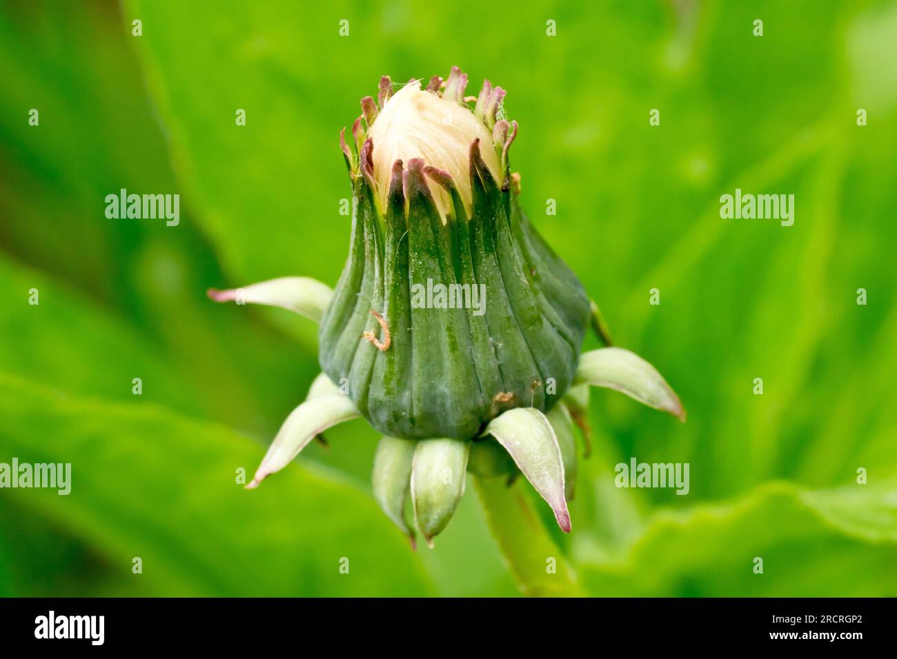 Pissenlit (taraxacum officinale), gros plan d'une seule tête de graine en développement de la plante commune ou de la mauvaise herbe, isolé sur un fond vert. Banque D'Images