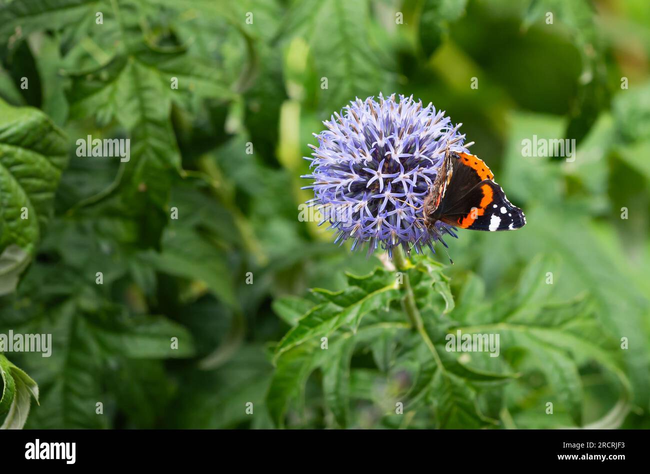 Gros plan du papillon Red Admiral (Vanessa atalanta) avec des ailes dehors, assis sur une plante Globe Thistle (Echinops) en été au Royaume-Uni. Banque D'Images