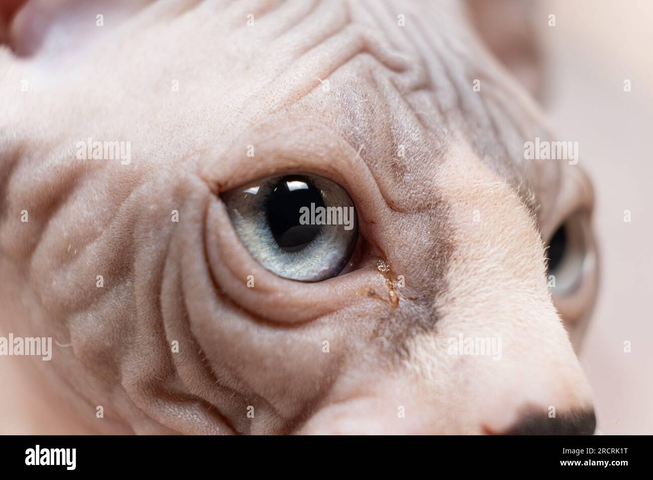 Gros plan des yeux macro d'un chaton Sphynx canadien de trois mois Banque D'Images