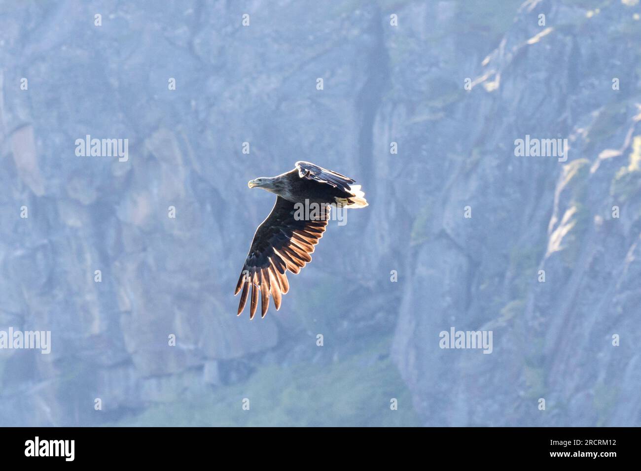 Aigle de mer à queue blanche (Haliaeetus albicilla) en vol devant les montagnes. Détroit de Raftsundet, Nordland, Nord de la Norvège, Europe Banque D'Images