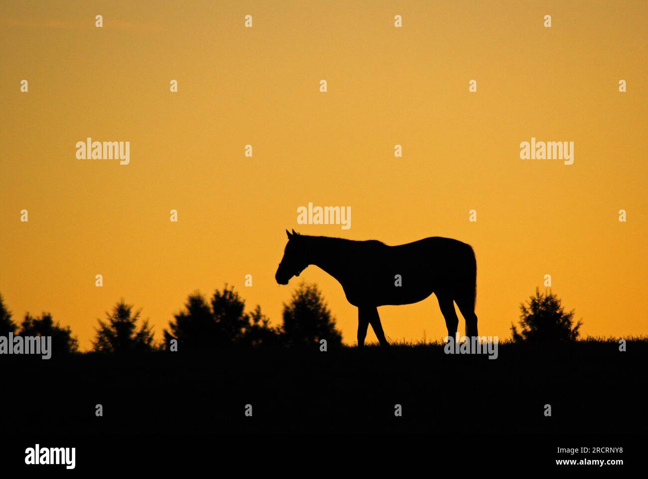 Un cheval solitaire se dessine au lever du soleil alors qu'il broute dans une prairie et un champ d'un ranch de chevaux dans la région Blue Grass du Kentucky Banque D'Images