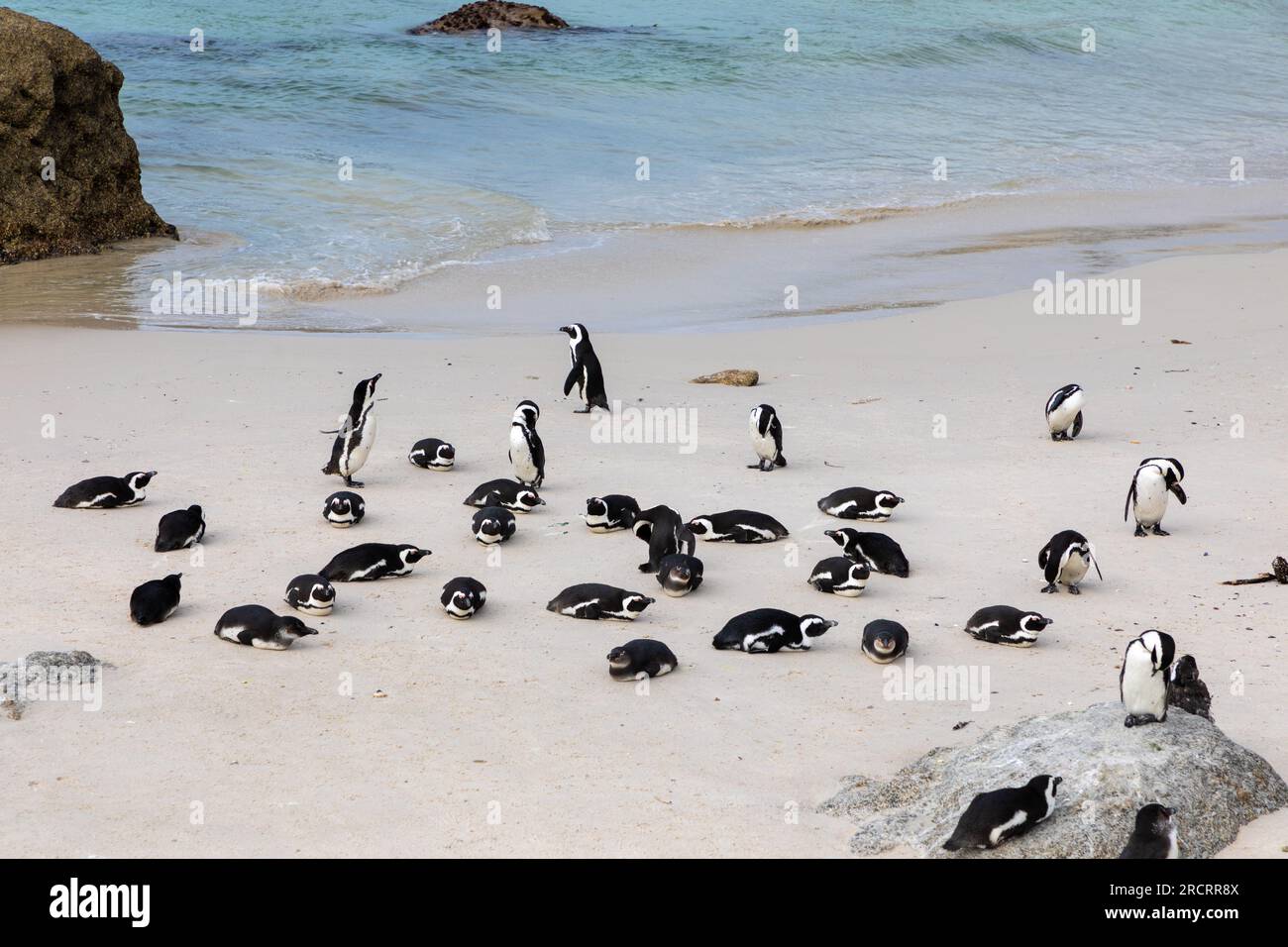 Une petite colonie de pingouins africains sur la plage protégée de Boulder en Afrique du Sud Banque D'Images