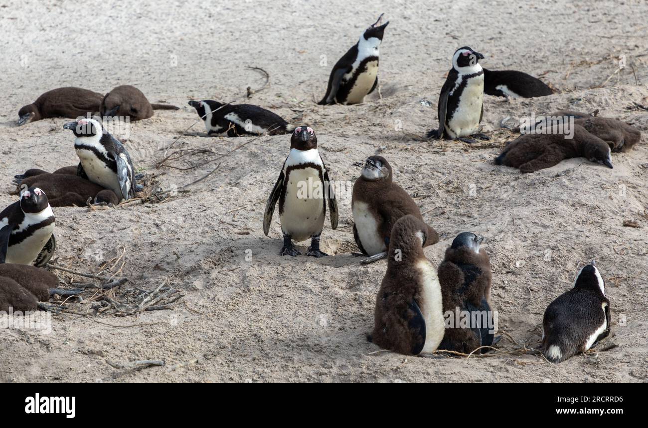 Un petit groupe de pingouins adultes et leurs poussins à Boulders Beach près du Cap, en Afrique du Sud. Banque D'Images