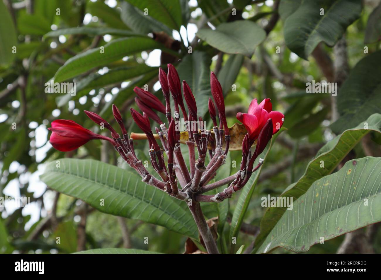 Une grappe de fleurs rouge Frangipani (Plumeria) avec plusieurs boutons de fleurs prêts à fleurir Banque D'Images