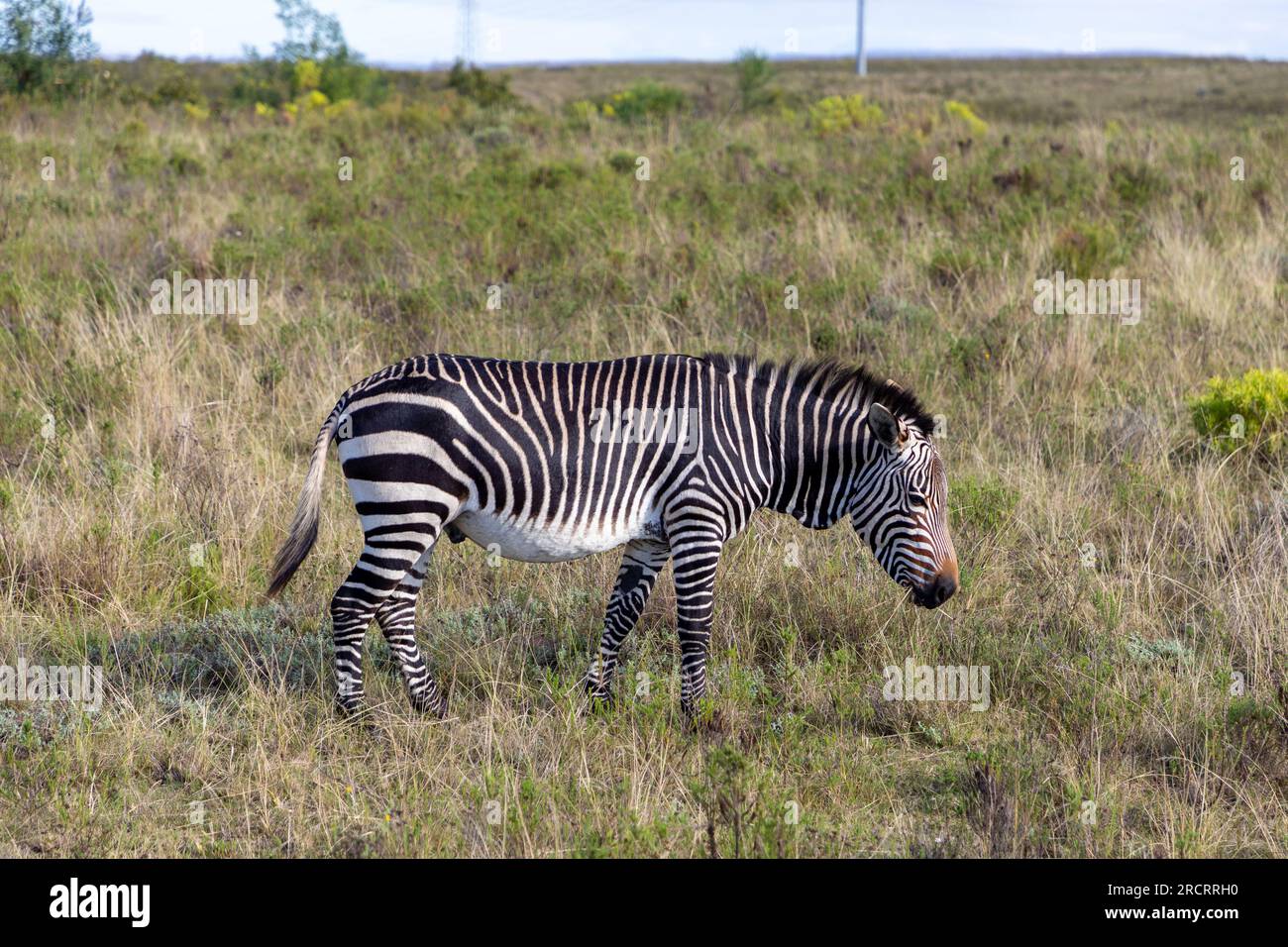 Zebra du Cap montagne broutant dans un champ d'herbe dans une réserve de gibier sud-africaine. Banque D'Images