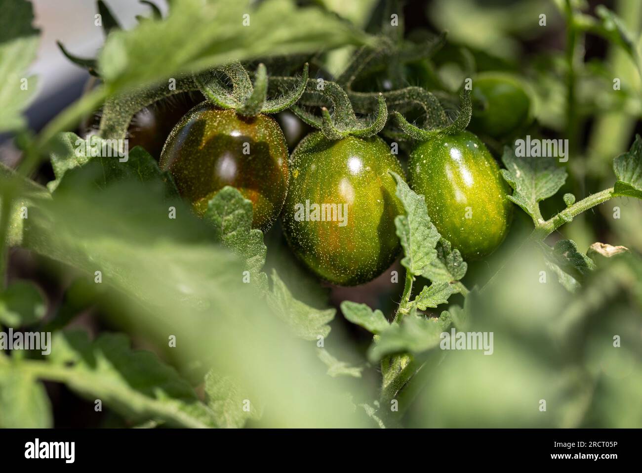 Maturation des tomates cerises héritées sur la vigne Banque D'Images
