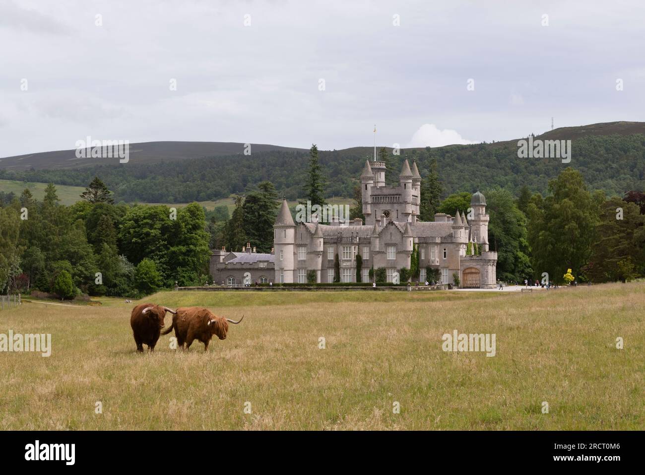 Deux vaches Highland (un taureau et une vache) dans un champ sur Balmoral Estate à côté du château de Balmoral sur Royal Deeside Banque D'Images